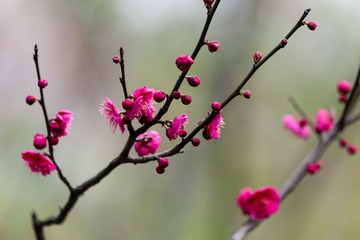 IMG_2276-1