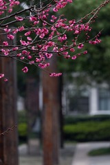IMG_2290-1