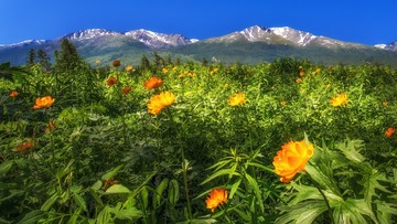 雪山下的金莲花