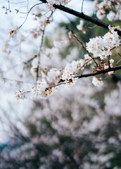 DSC05100-1-2
