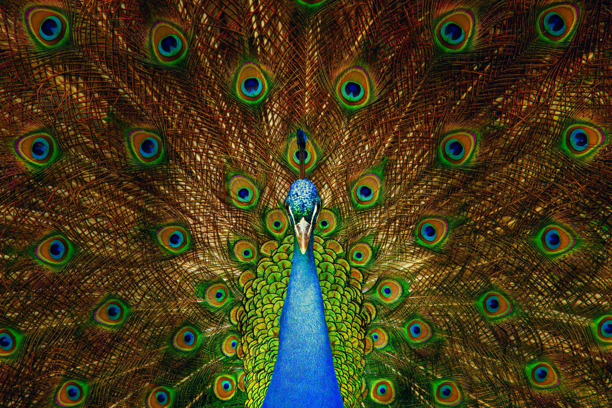 孔雀标准像(对称) - 淡淡的麦浪 - 图虫