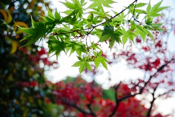 “DSCF1530”为智能对象-1