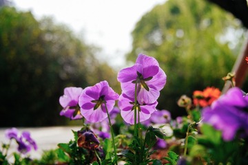 “DSCF1716”为智能对象-1