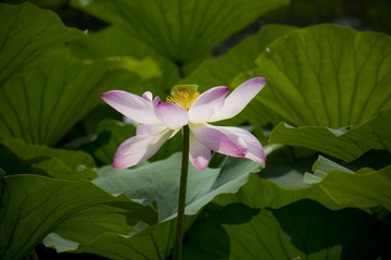 “DSC01102”为智能对象-1