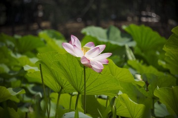 “DSC01119”为智能对象-1