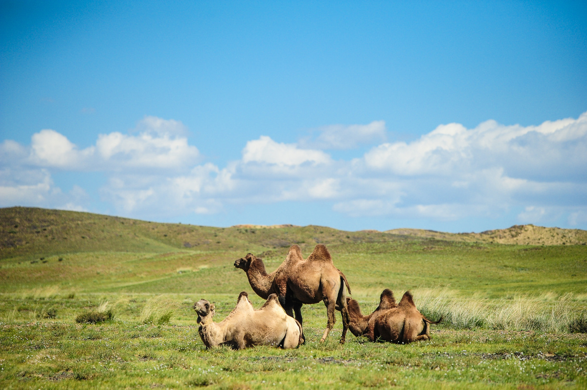 西部草原上的骆驼