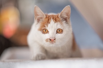 61724