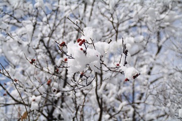 IMG_2748.JPG