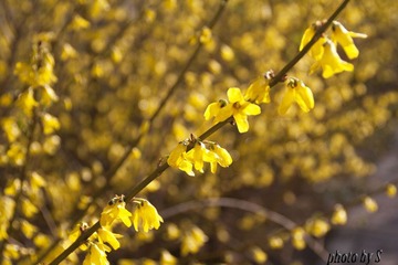 迎春花