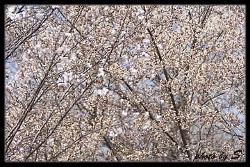 樱花