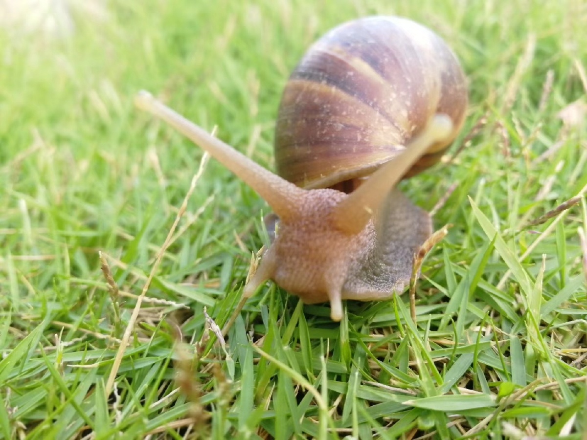 美良生态农场~Atom huang