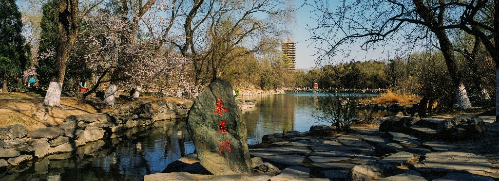 初春的未名湖,嫩芽出上。