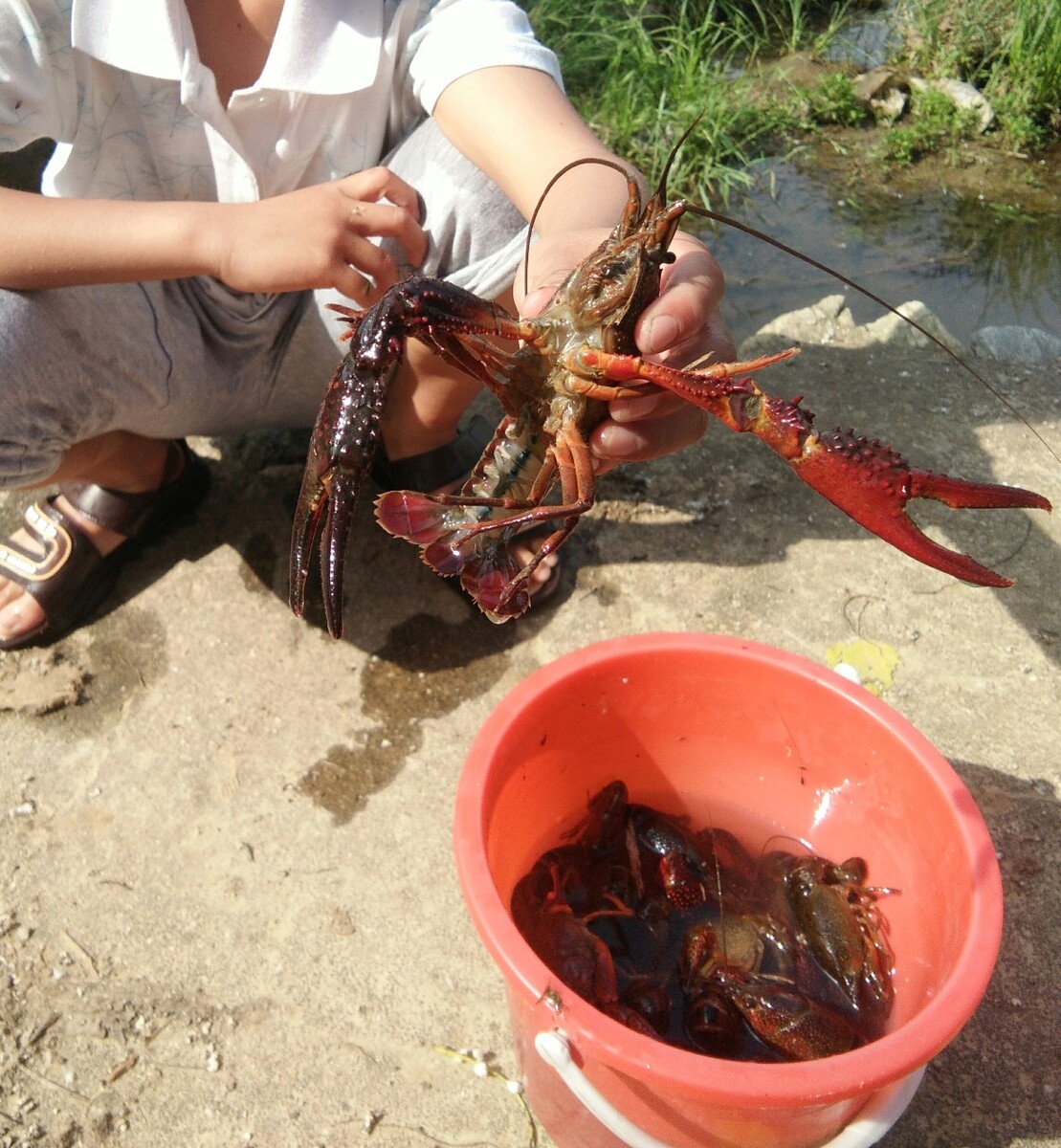 捉龙虾