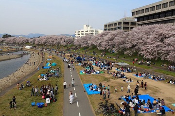 4月花见