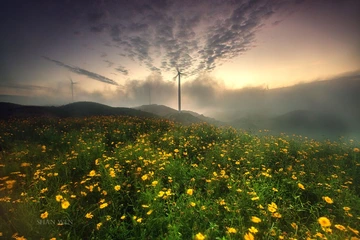 满地黄花风车阵