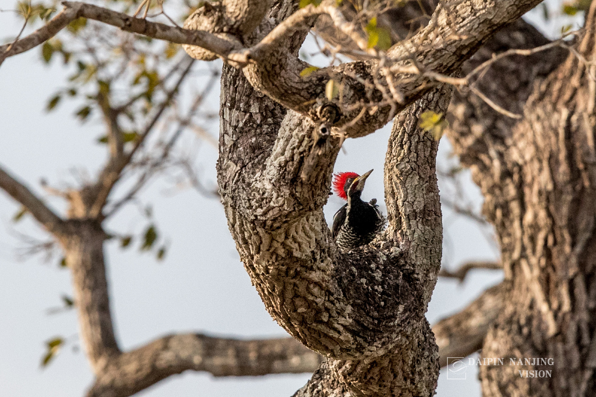 蛰伏的蛇705 - 图虫