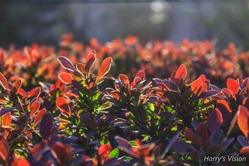 IMG_0385-1