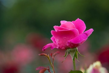 _DSC3084-01