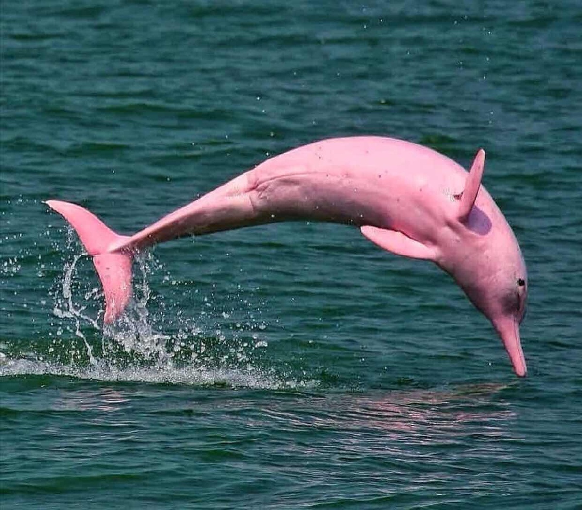 dolphin