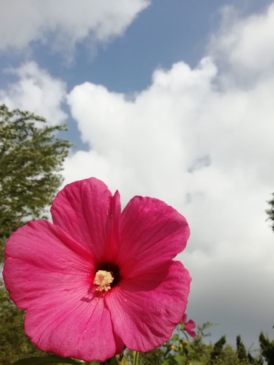 最美的遇见莫过于你向着我绽放今生的芳华