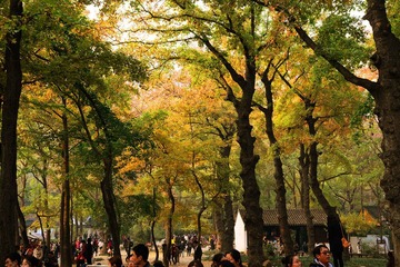 天平山 175_
