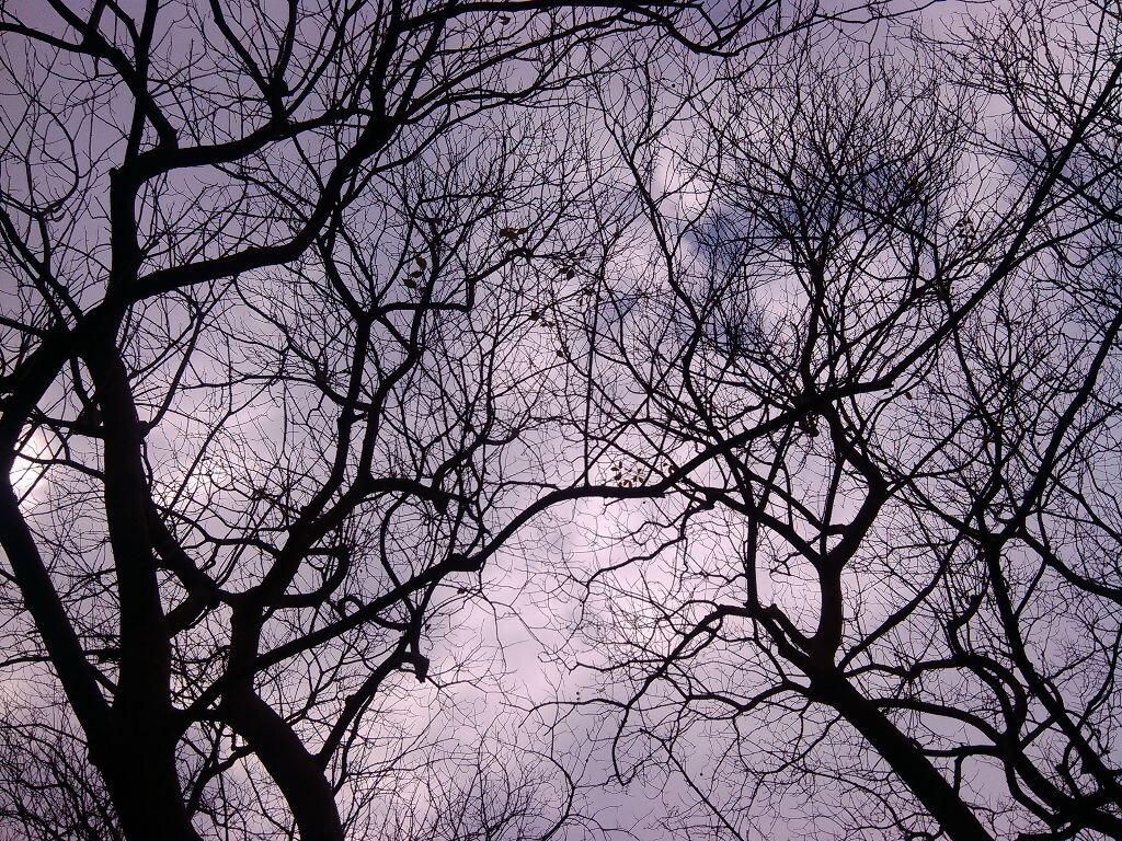 乱~美——树之影像3