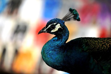 孔雀