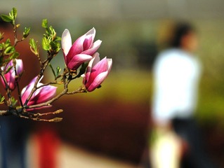 苞10