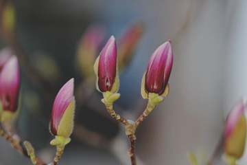 苞4