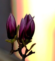 苞5