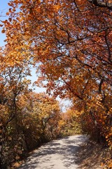 DSC03316 (1333x2000)