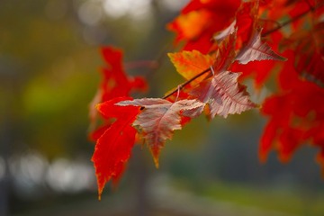 DSC03555-1 (2000x1333)