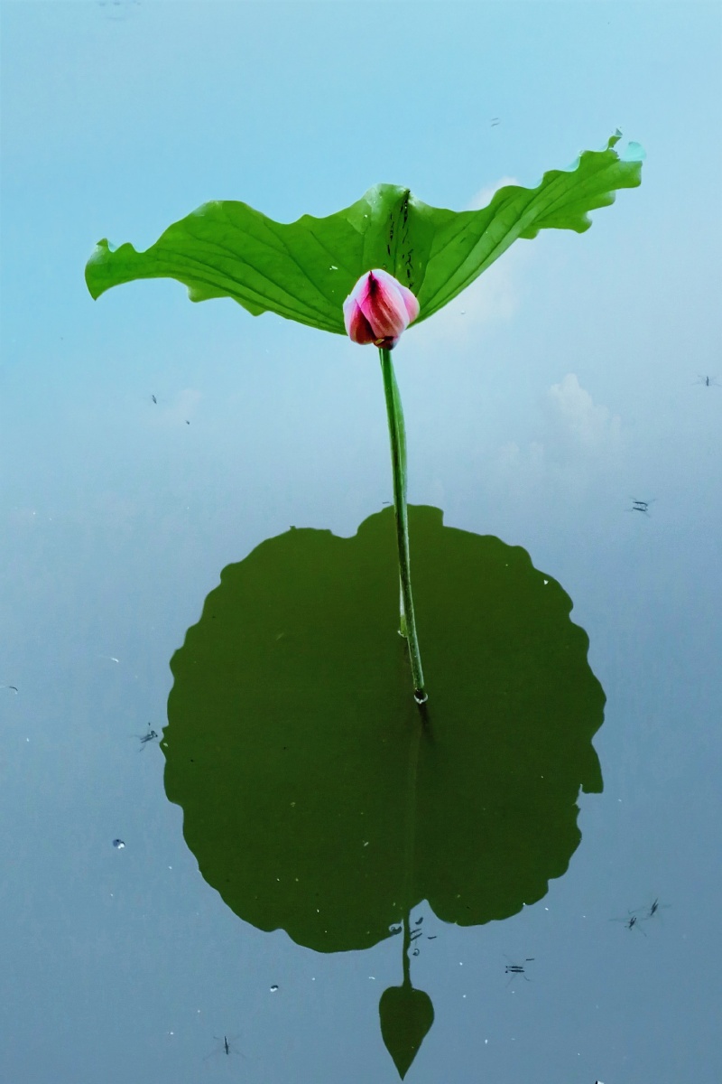 清晨的河面,在天空的映射下清澈透明,看着荷苞与莲叶的构图宛如一驾在