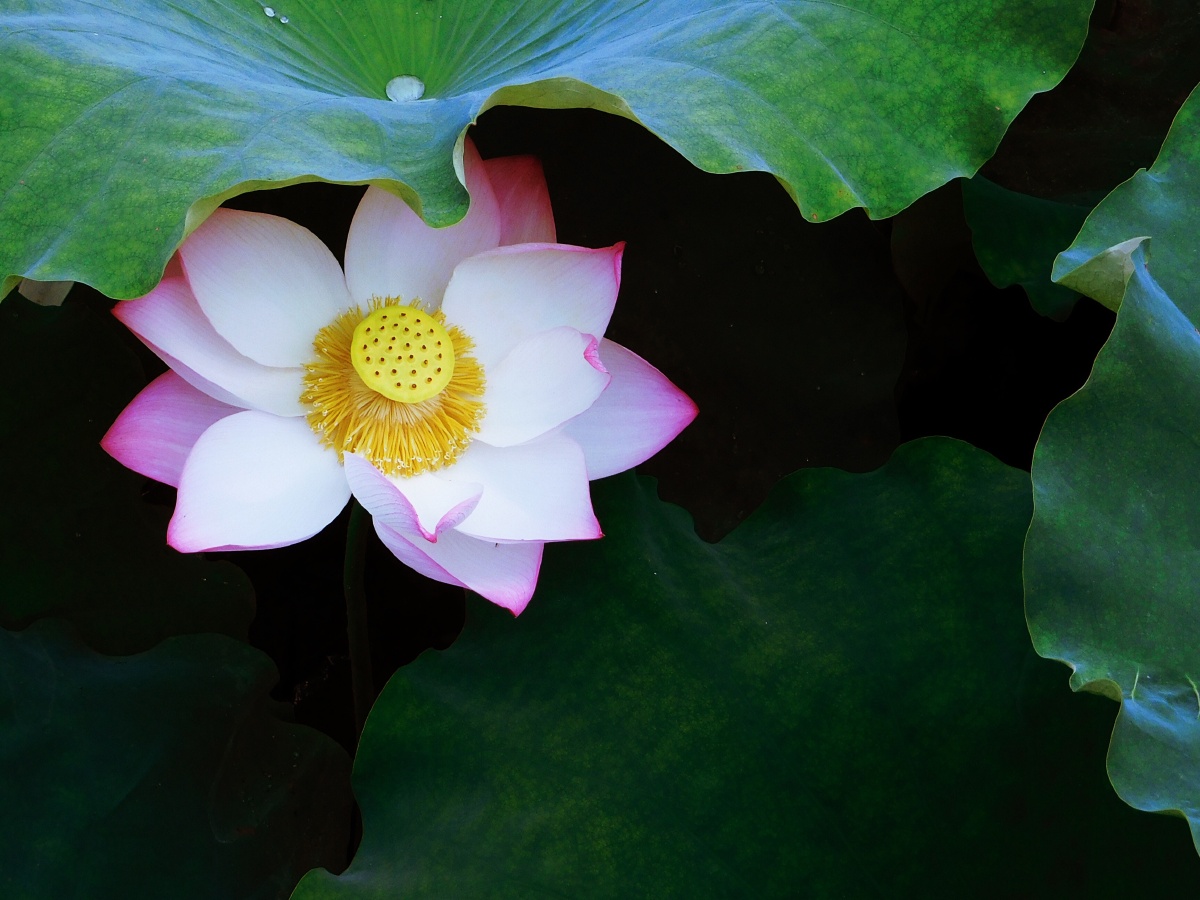 夏天- 清凉的小月亮 - 图虫网 - 优质摄影师交流社区