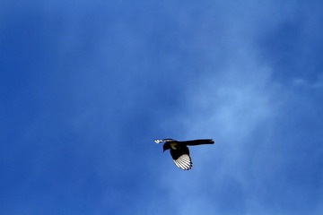 _MG_0076x.JPG