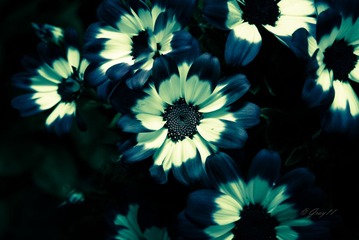 _DSC0100