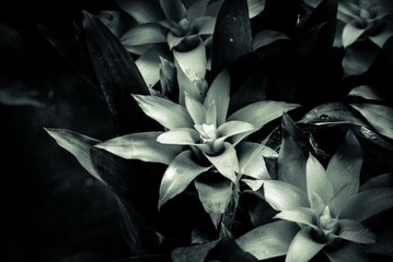 _DSC0001
