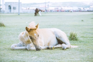 DSC_9013-编辑