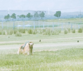 DSC_9033-编辑