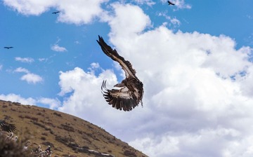_DSC0245