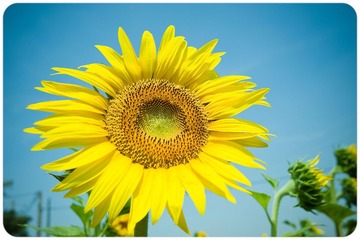 太阳花 @ Provence 2010