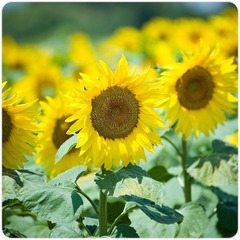 太阳花 @ Provence 2010