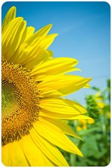 太阳花 @ Provence 2010