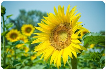 太阳花 @ Provence 2010