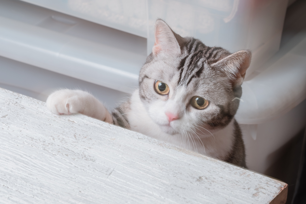 想上桌子的猫 - 摄影师谢俊杰