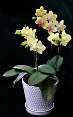 蝴蝶兰（8）