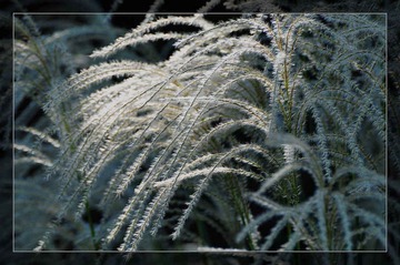 芦花秋雪（5）