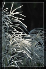 芦花秋雪（4）