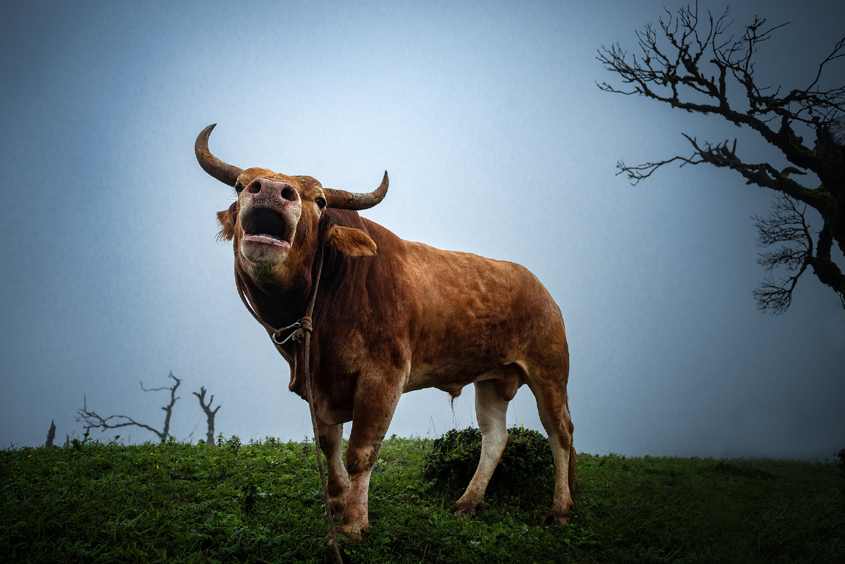 牛气冲天 拍摄于海拔3千米的会理黄柏的高山牧场上,一头公牛对闯入者