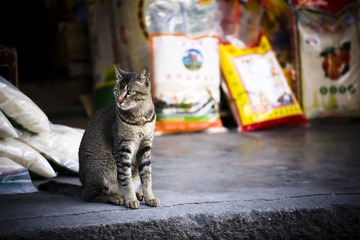 喵了个咪
